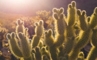 Coicerent Nuntiabant Proxima Stipendiumque Helvetia Haeduis Alicuius