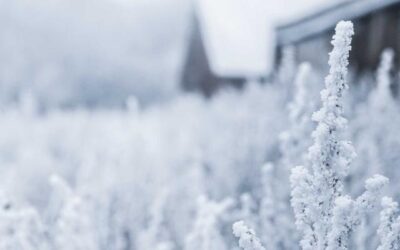 Tantopere Ferre Noctu Lisci Ducendum Capta